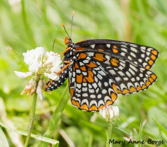 Baltimore Checkerspot drinking nectar from White Clover (Trifolium repens)