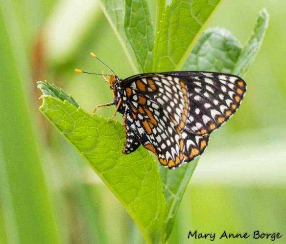 Baltimore Checkerspots, laying eggs (ovipositing)