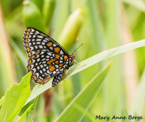 Baltimore Checkerspot