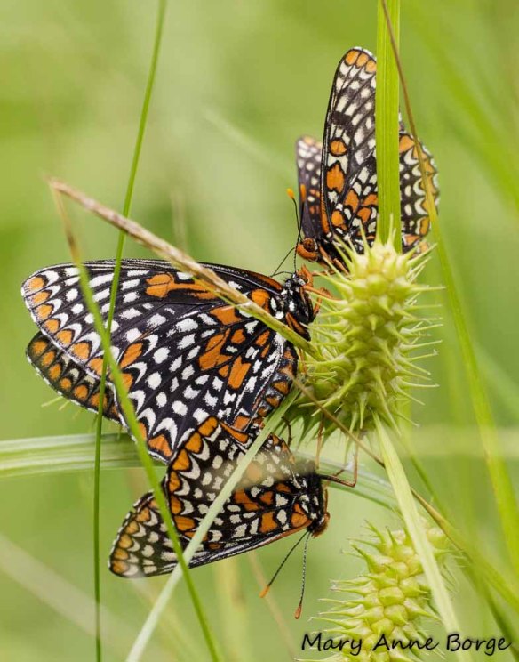 Baltimore Checkerspots, mating, with interloper