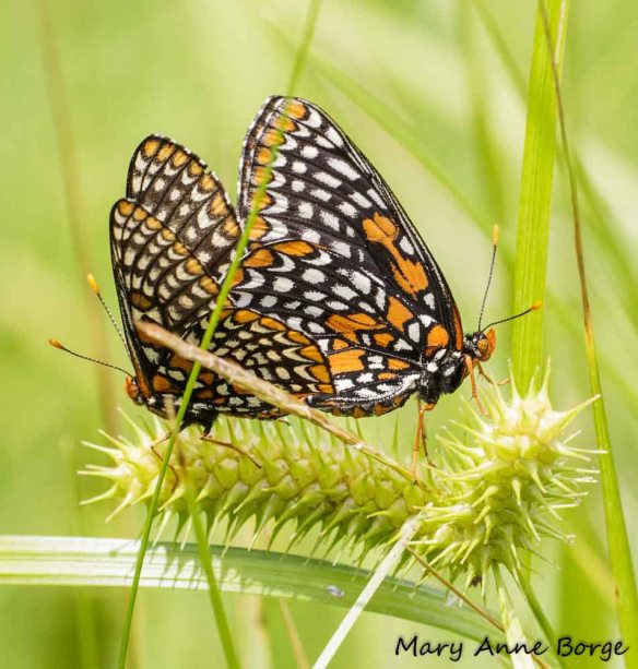 Baltimore Checkerspots, mating