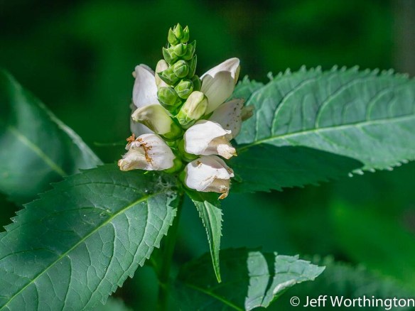 Turtlehead (Chelone glabra)
