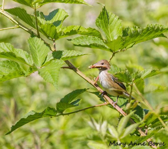 Female Indigo Bunting in Blackberry (Rubus allegheniensis) bramble