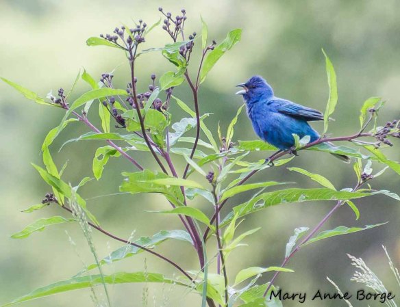 Male Indigo Bunting, singing
