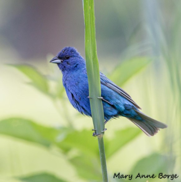 Male Indigo Bunting
