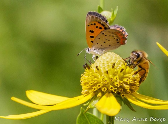 This Green-headed Coneflower offers enough flowers with nectar to feed both an American Copper and a Honey Bee.