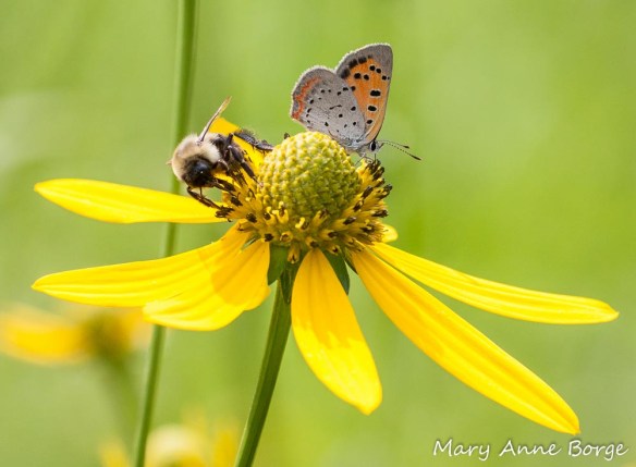 Bumble Bee and American Copper nectaring on Green-headed Coneflower (Rudbeckia laciniata)