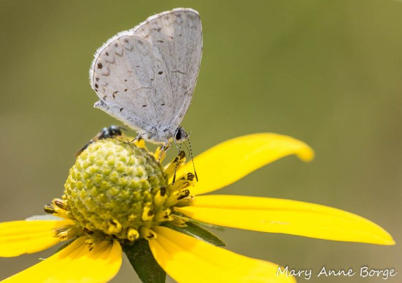 Summer Azure with Green-headed Coneflower (Rudbeckia laciniata)