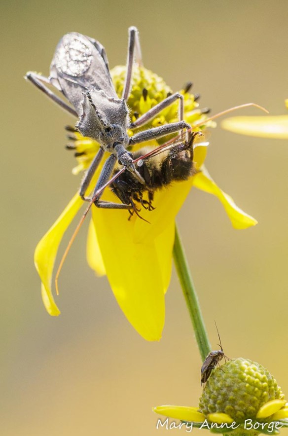 Wheel Bug (Arilus cristatus) consuming a Bumble Bee smoothie