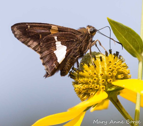 A Silver-spotted Skipper is nectaring on the disk flowers that are in bloom on this Green-headed Coneflower. The lowest disk flowers have finished blooming, while those at the top of the flower cluster are still in bud. 