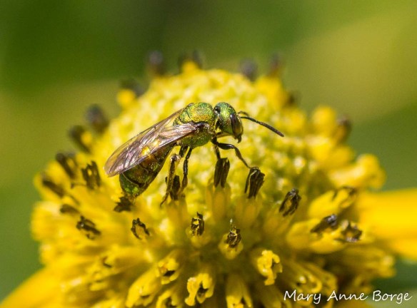 Sweat Bee on Green-headed Coneflower (Rudbeckia laciniata)