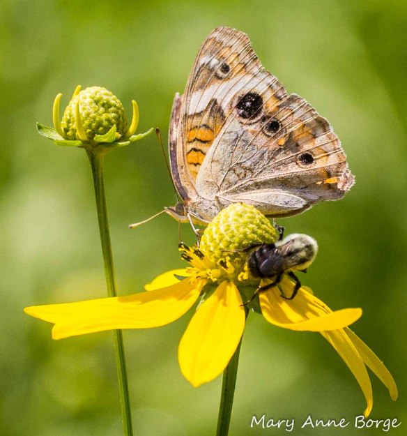 Common Buckeye and Bumble Bee feeding on Green-headed Coneflower (Rudbeckia laciniata)