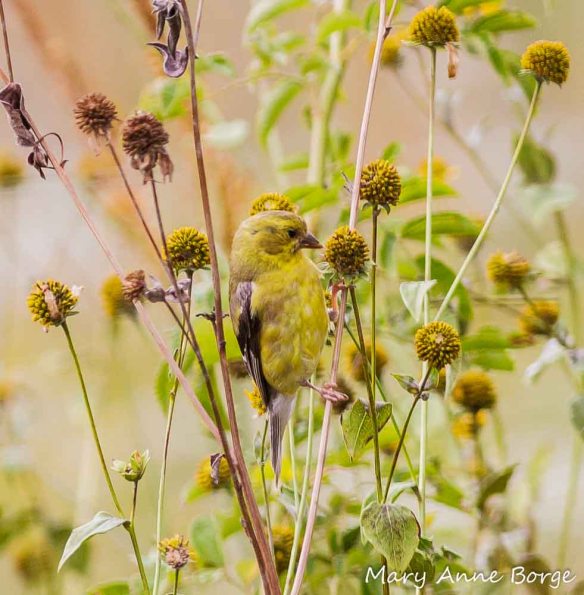 Goldfinch eating Green-Headed Coneflower seeds