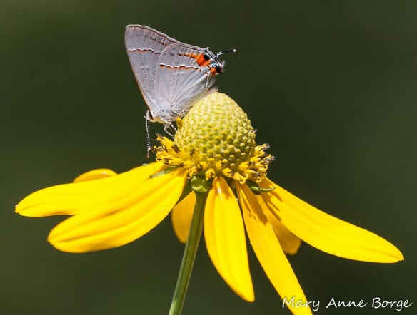 Gray Hairstreak on Green-headed Coneflower (Rudbeckia laciniata)