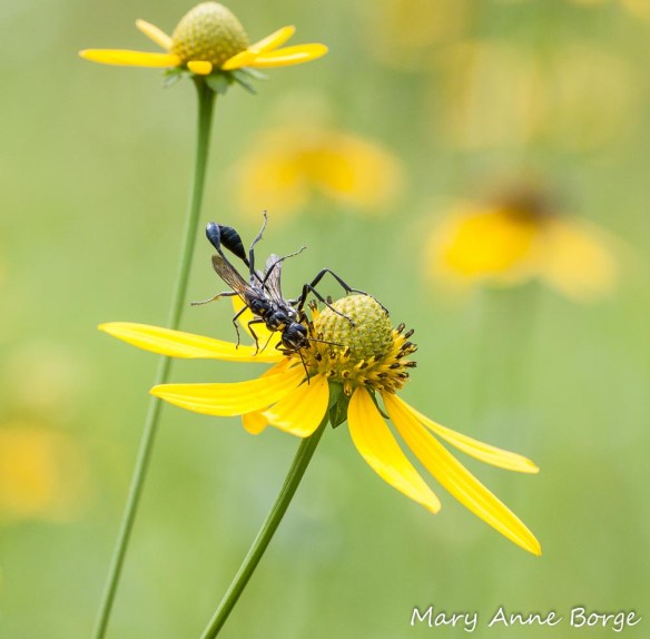 Green-headed Coneflower with mating Wasps (Eremnophila aureonotata)