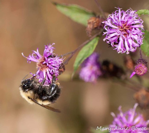 Bumble Bee on New York Ironweed