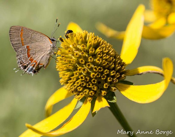 A Red-banded Hairstreak is drinking nectar from the last few blooming flowers of this Green-headed Coneflower inflorescence.