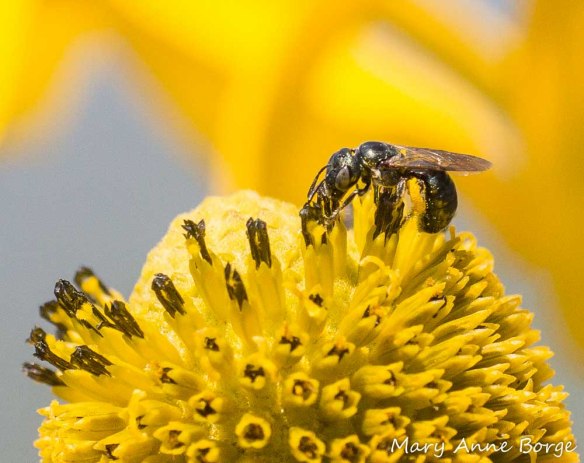 Sweat Bee (Lasioglossum species) on Green-headed Coneflower (Rudbeckia laciniata)
