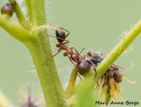 Ant feeding at an extrafloral nectary on Wild Senna (Senna hebecarpa)