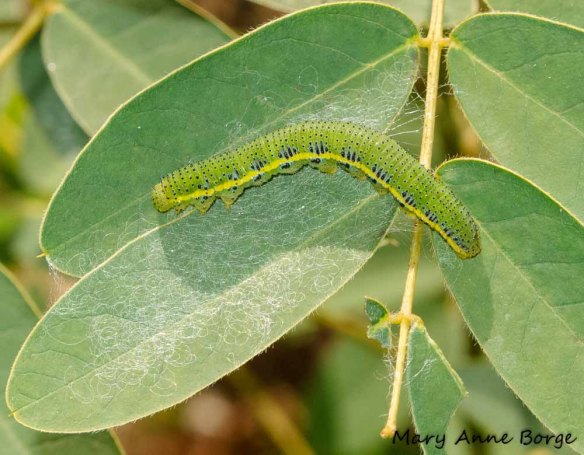 Cloudless Sulphur caterpillar on Wild Senna (Senna hebecarpa)