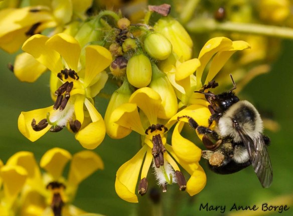 Wild Senna (Senna hebecarpa) with Bumble Bee. Note the pollen on her rear legs.