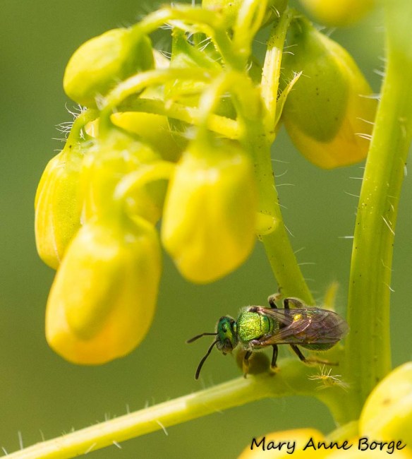 Sweat Bee feeding at an extrafloral nectary on Wild Senna (Senna hebecarpa)