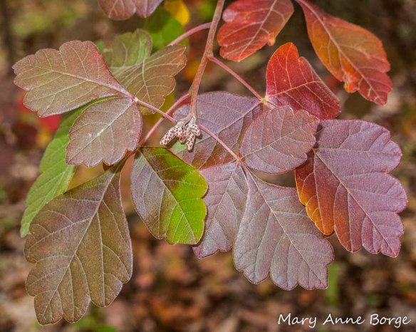 Fragrant Sumac in fall