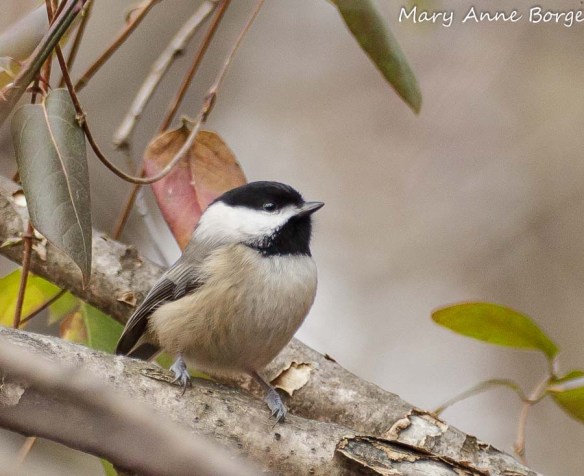 Carolina Chickadee