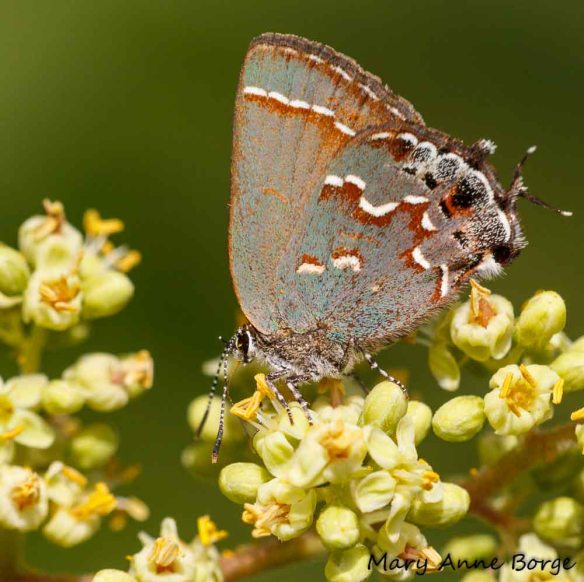 Juniper Hairstreak nectaring on Winged Sumac flowers