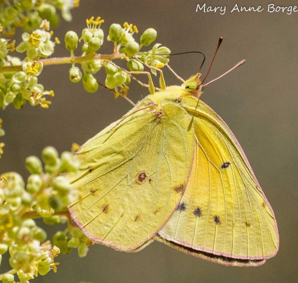 Orange Sulphur nectaring on Winged Sumac flowers