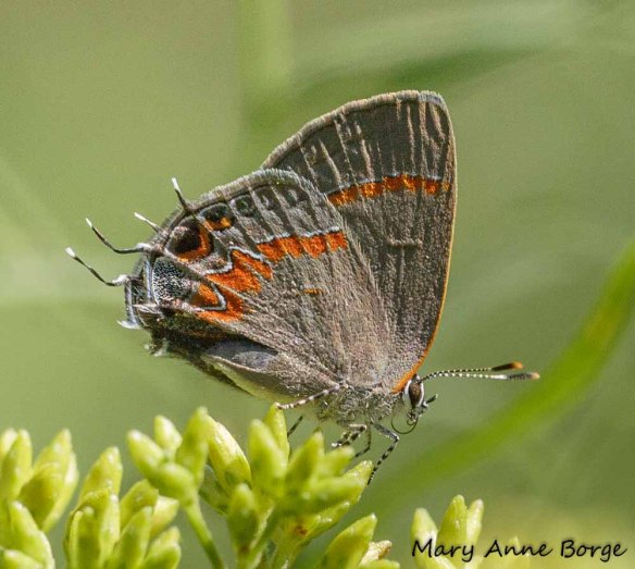 Red-banded Hairstreak on goldenrod flower buds