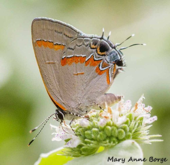 Red-banded Hairstreak nectaring on Short-toothed Mountain Mint