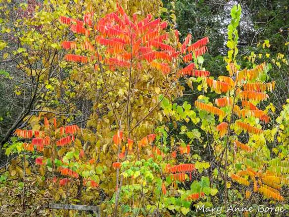 Staghorn Sumac in fall