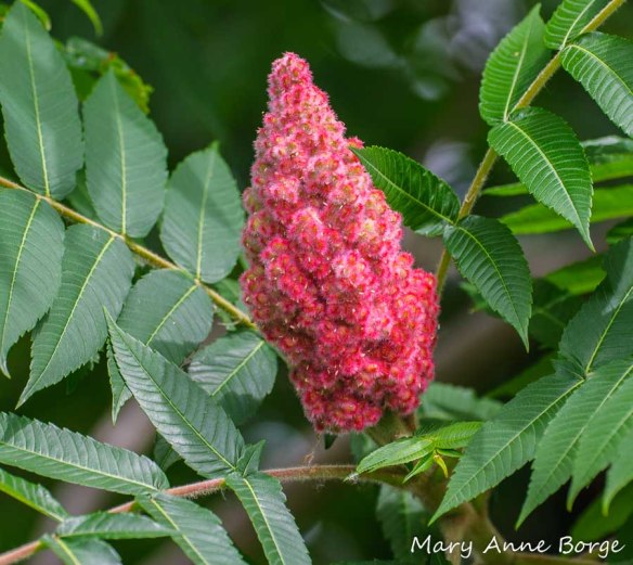 Staghorn Sumac fruit