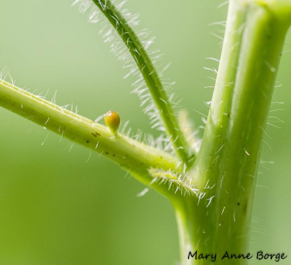 The egg-shaped bump is an extrafloral nectary on a leaf stem of Wild Senna (Senna hebecarpa)