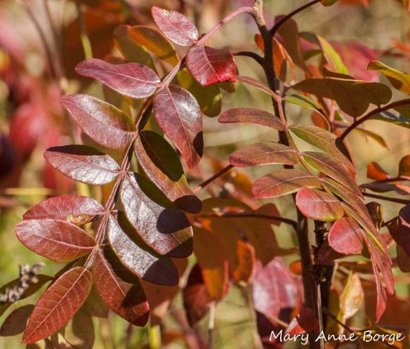 Winged Sumac in fall