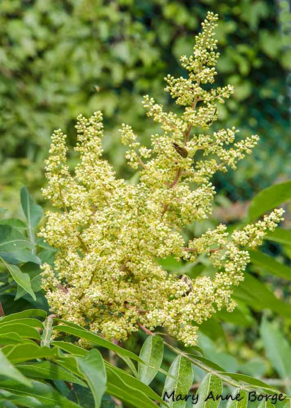 Winged Sumac flowers