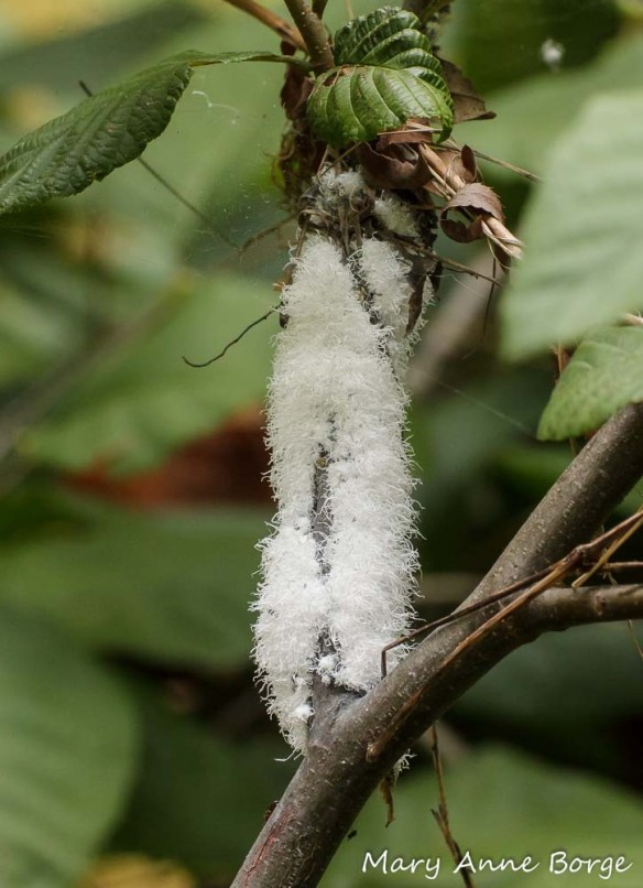 Woolly Alder Aphids on Smooth Alder (Alnus serrulata)