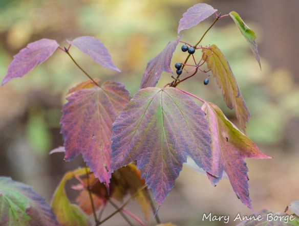 Maple-leaf Viburnum (Vibernum acerifolium)