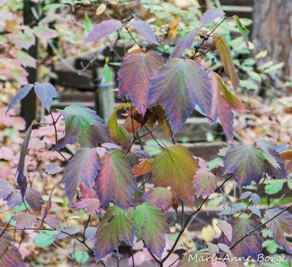 Maple-leaf Viburnum (Vibernum acerifolium)