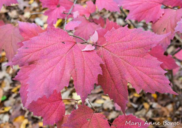 Maple-leaf Viburnum (Vibernum acerifolium)