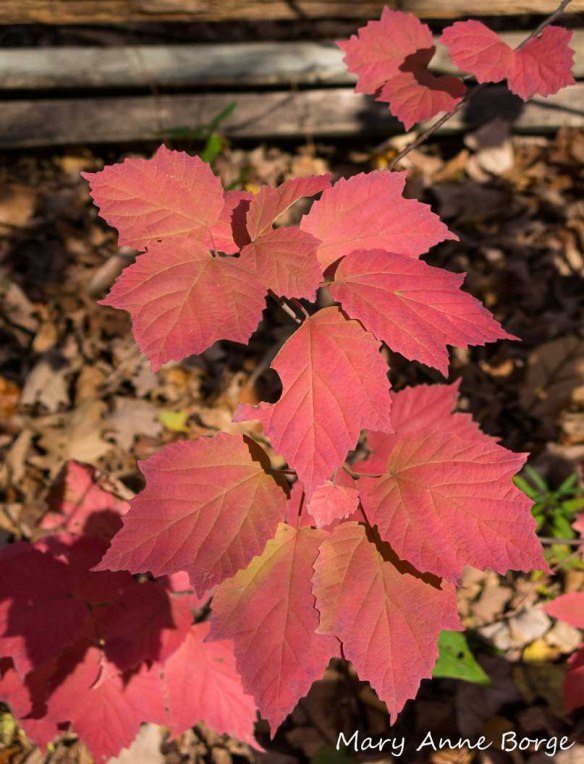 Maple-leaf Viburnum (Vibernum acerifolium)