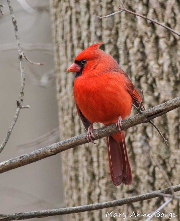 Northern Cardinal