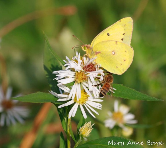 Clouded Sulphur and Honey Bee on Aster