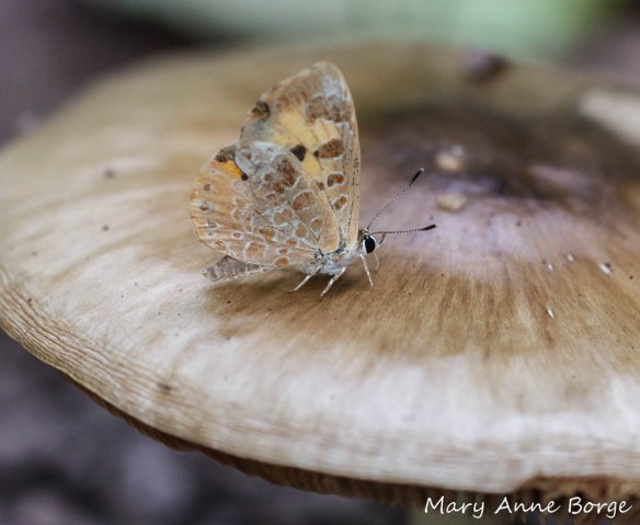 Harvester (Feniseca tarquinius)