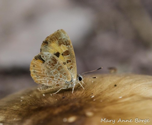 Harvester (Feniseca tarquinius)