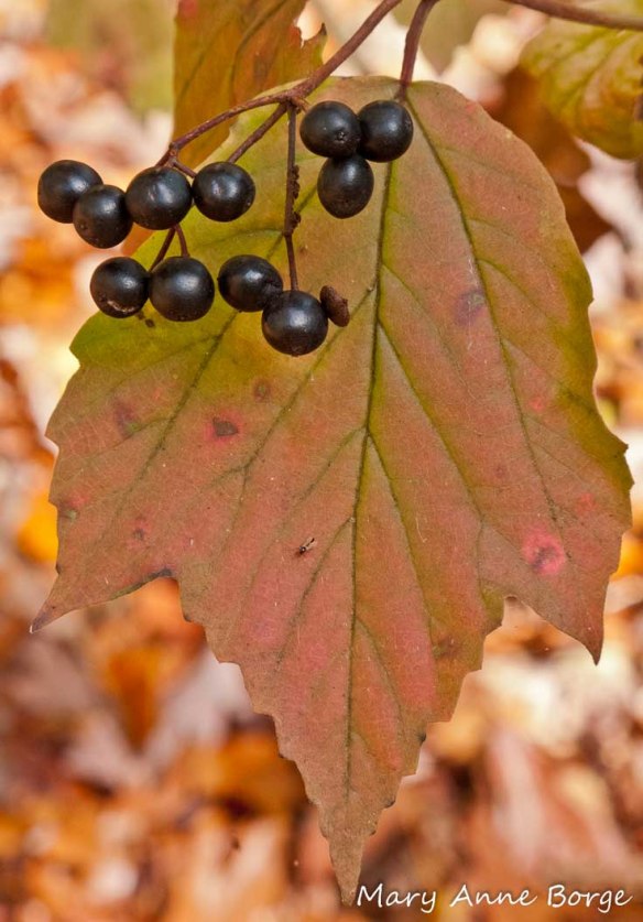 Maple-Leaved Viburnum (Viburnum acerifolium) with fruit