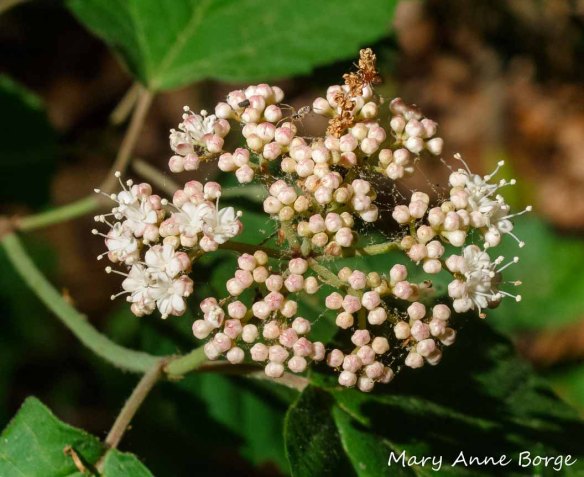 Maple-leaf Viburnum (Vibernum acerifolium) in bud. Can you spot the two spiders waiting patiently for an unsuspecting caterpillar or other victim?