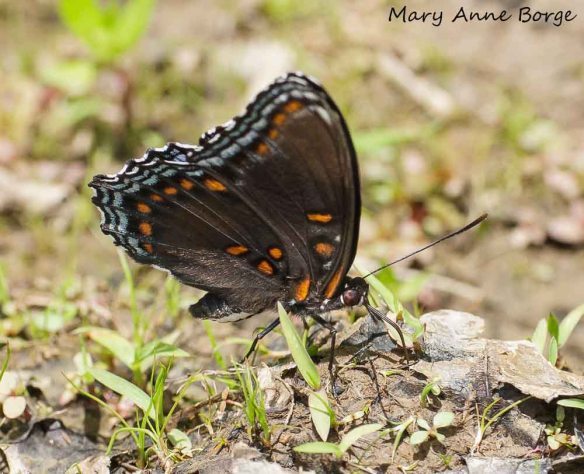 Red-spotted Purple feeding on minerals in mud