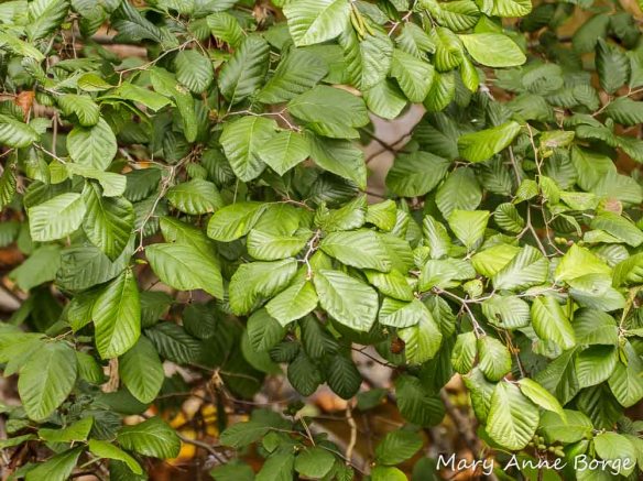 Smooth Alder (Alnus serrulata)